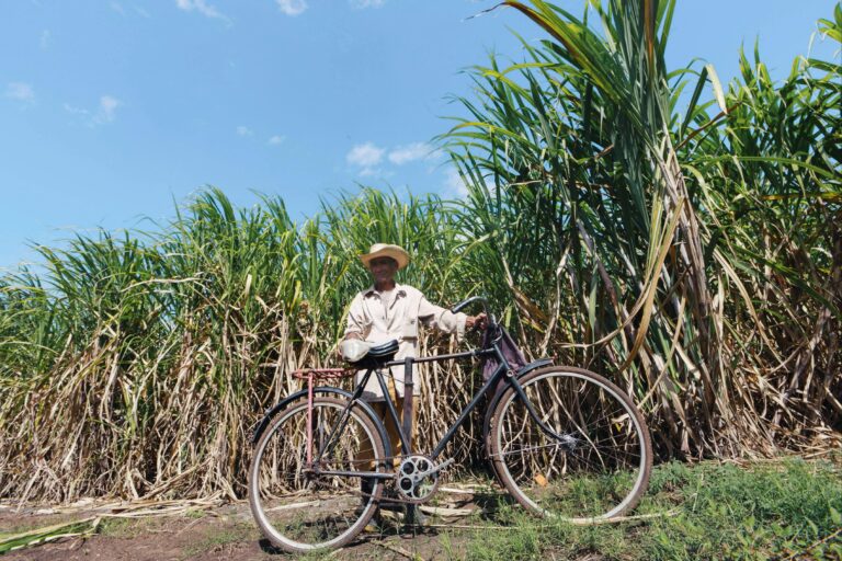 A senior man stands with a bicycle in a lush sugarcane field under a bright blue sky.